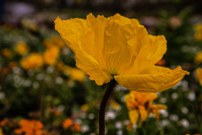 Close-up of yellow flowering plant