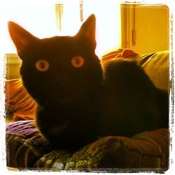 Close-up of cat resting on sofa