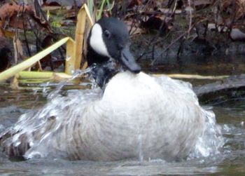 Close-up of duck swimming in lake