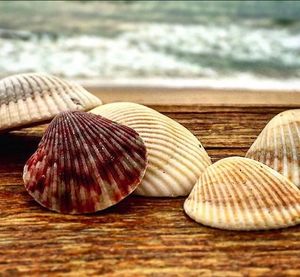 Close-up of seashell on wooden floor