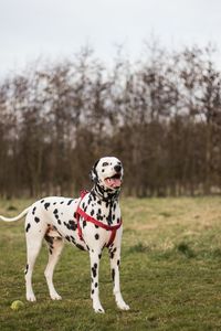 Dog standing on field