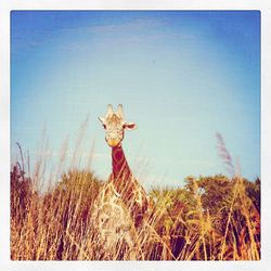 Plants on field against blue sky