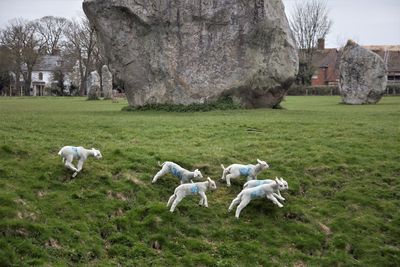 Goats on grassy field