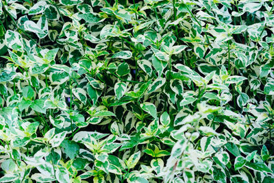 Full frame shot of fresh green plants