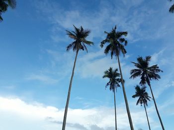 Low angle view of palm trees against blue sky