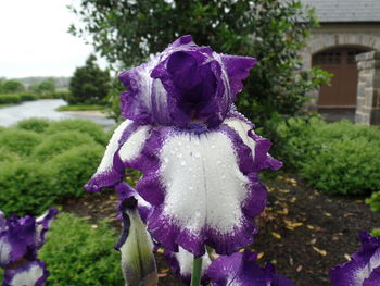 Close-up of purple iris flower