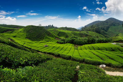 Scenic view of agricultural field against sky