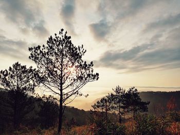 Silhouette tree against sky during sunset