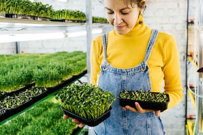 Microgreens growing background with raw sprouts in female hands. fresh raw herbs from home garden or