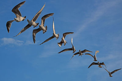 Low angle view of tree against clear blue sky