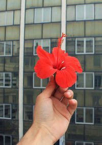 Close-up of hand holding red hibiscus