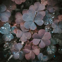 Close-up of raindrops on wet leaves