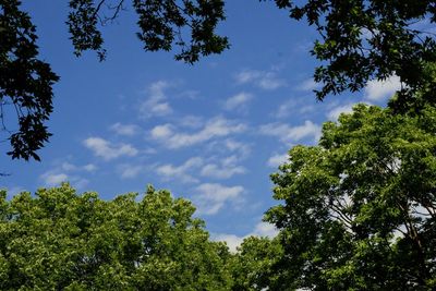 Low angle view of trees against sky