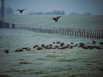 Migration birds from the arctic region resting on green farmland in germany