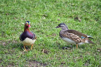 Mallard duck on field