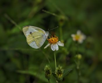 insect