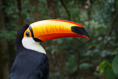 Close-up of hornbill perching against plants