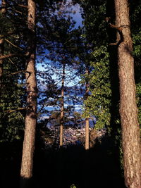 Low angle view of trees in forest against sky