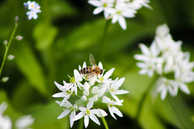 Close-up of bee on white flower