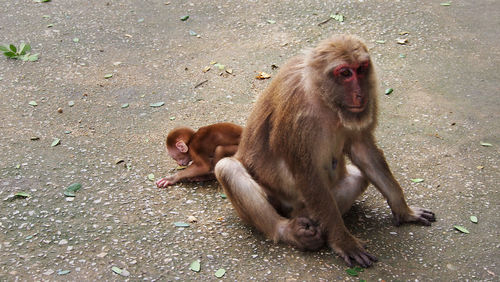 Close-up of monkey sitting outdoors