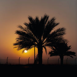 Silhouette of a palm tree