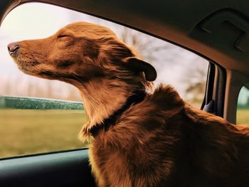 Dog looking through car window