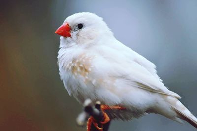 Close-up of bird perching outdoors