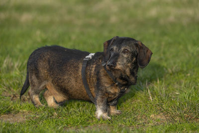 Dog running on field