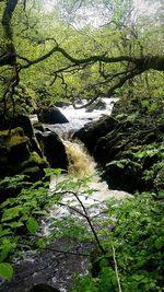 Scenic view of waterfall in forest