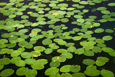 Full frame shot of plants