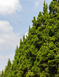 Low angle view of tree against sky