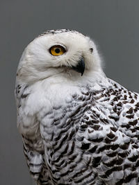 Close-up of snowy owl outdoors