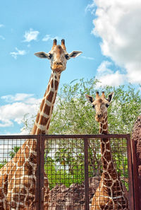 Portrait of giraffe against sky