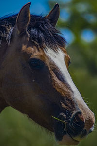 Close-up of horse against sky