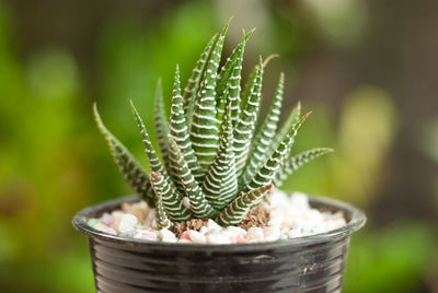 Close-up of potted plant