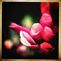 Close-up of pink rose