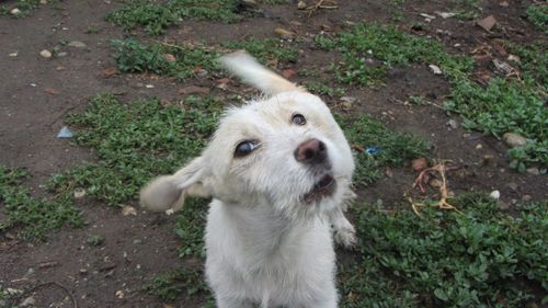 Close-up of dog