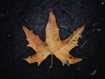 High angle view of maple leaf in water