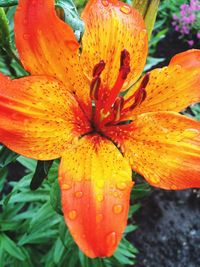 Close-up of red flower