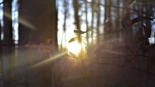 Sunlight streaming through trees in forest