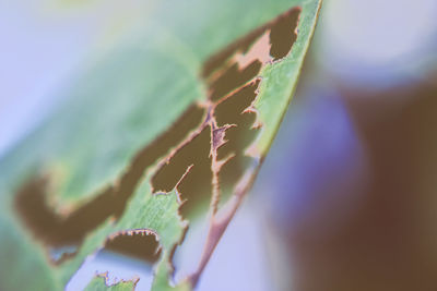 Close-up of plant