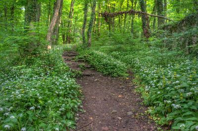 Trees in forest