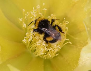 Close-up of bee pollinating on flower