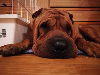 Close-up of dog sleeping