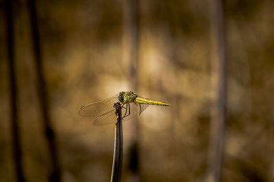 Close-up of damselfly perching on leaf