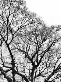 Low angle view of bare tree against sky