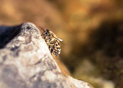 Close-up of insect on rock