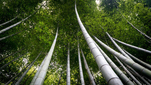 Low angle view of trees in forest