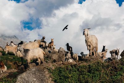 Goats against sky