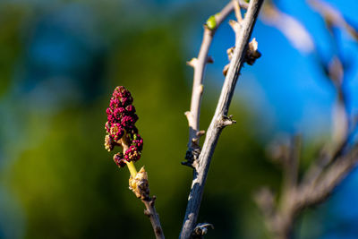 Close-up of red flower buds on tree